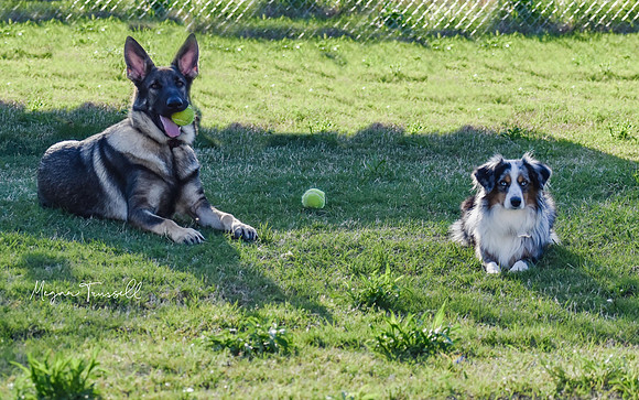 Fur babies  (2)