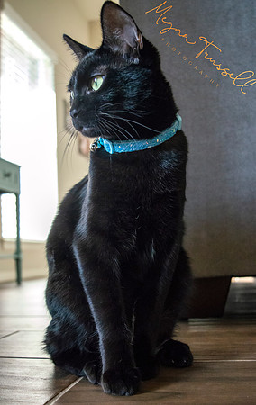 Fur babies  (12)