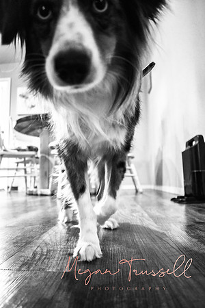 Fur babies  (11)