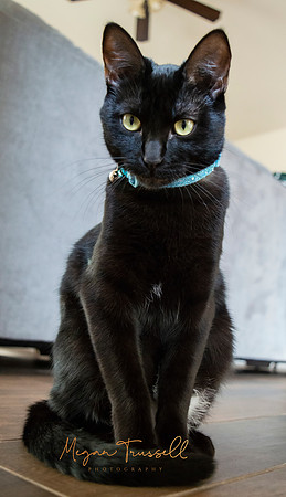Fur babies  (13)
