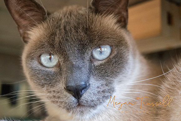 Fur babies  (16)