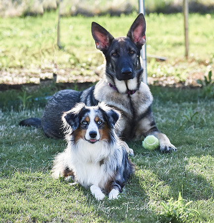 Fur babies  (31)